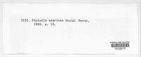 Diplodia aparines image